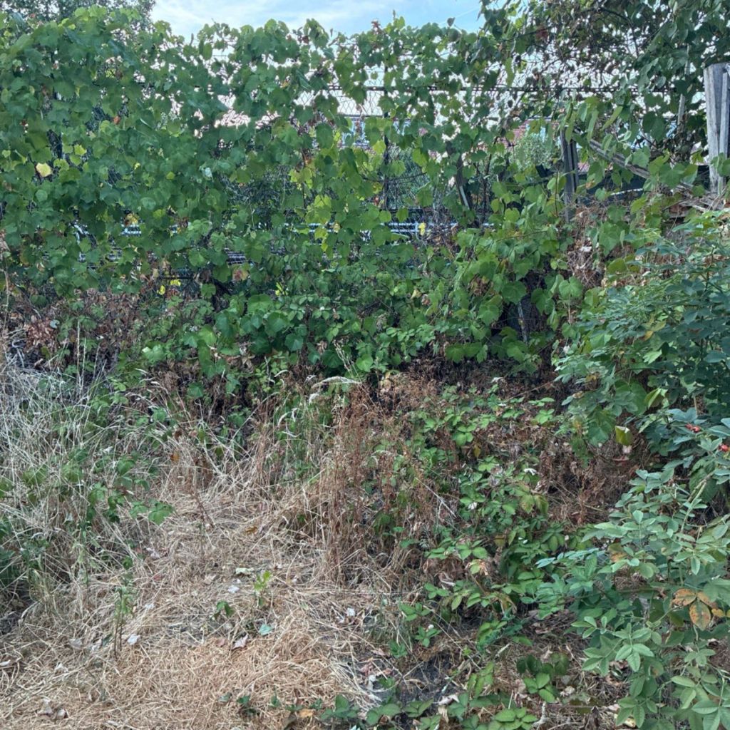 Overgrown back garden before clearance