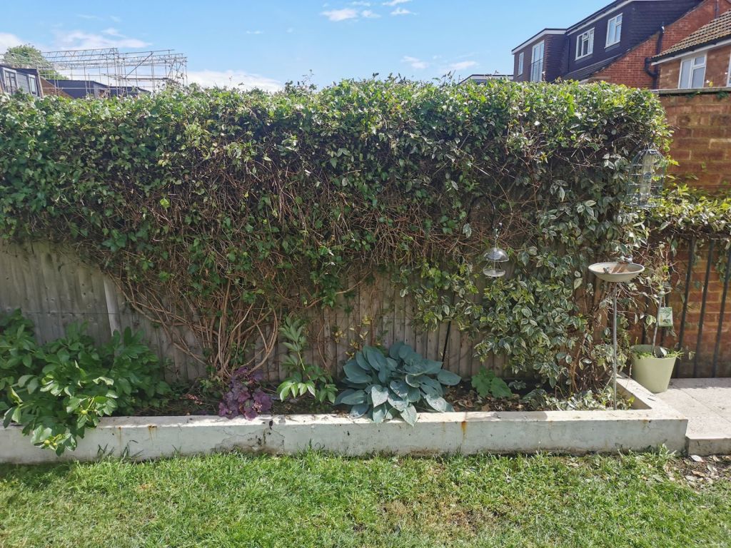 Garden hedge trimmed square and neat