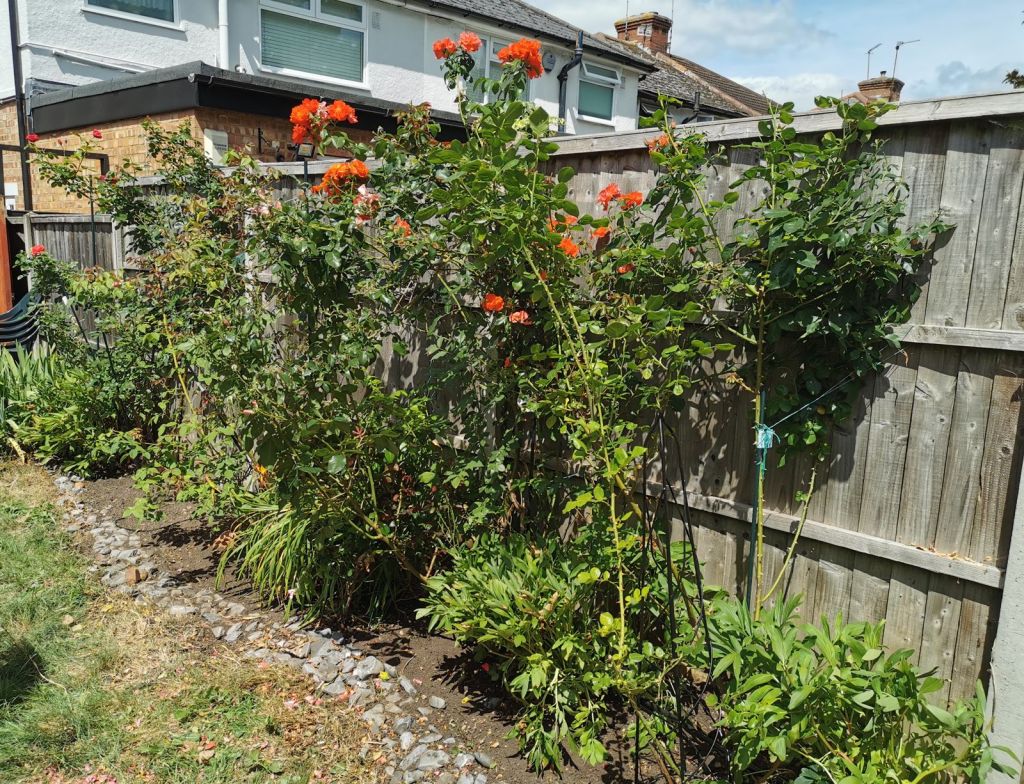 Rose border weeded and tidied
